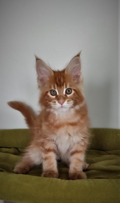 H'Cheetos  Monterini - Kitten maine-coon 2.5 months