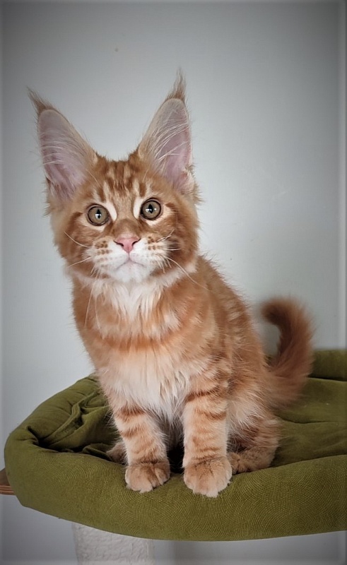 H'Cheetos  Monterini - Kitten maine-coon 3 months 1.5 week