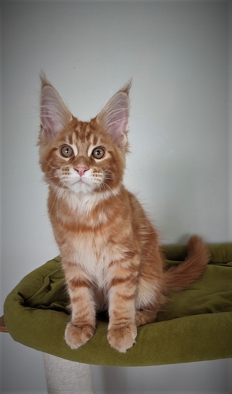 H'Cheetos  Monterini - Kitten maine-coon 3 months 1.5 week