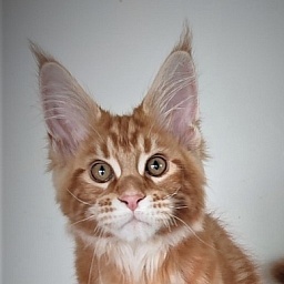 H'Cheetos  Monterini