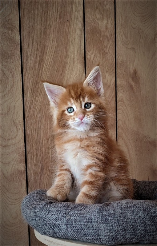 H'Cheetos  Monterini - Kitten maine-coon 1 month 2 weeks