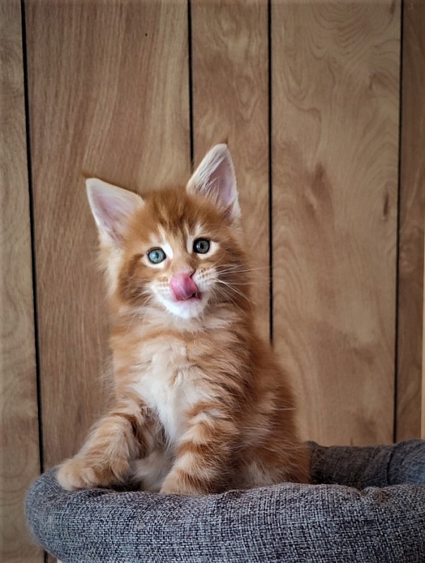 H'Cheetos  Monterini - Kitten maine-coon 1 month 2 weeks