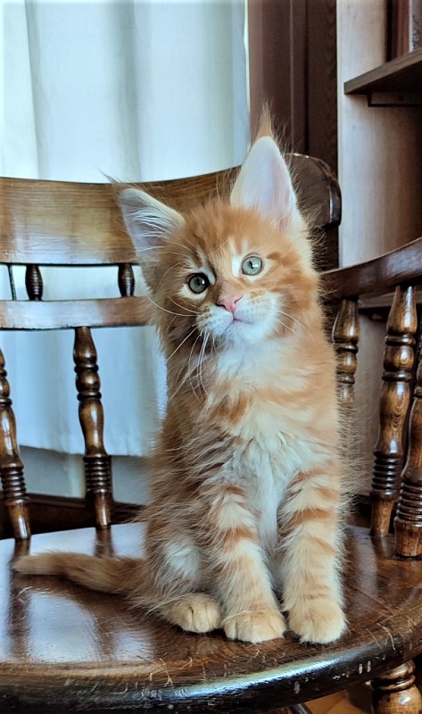 H'Cheetos  Monterini - Kitten maine-coon 2 months