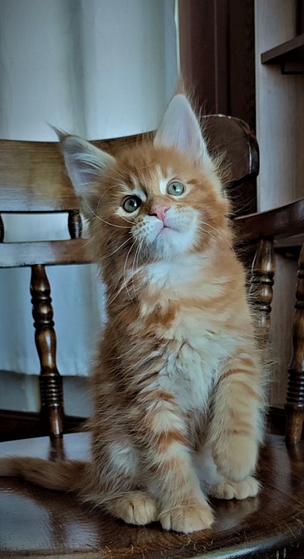 H'Cheetos  Monterini - Kitten maine-coon 2 months