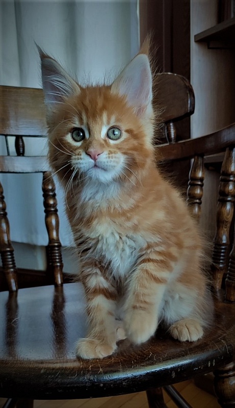 H'Cheetos  Monterini - Kitten maine-coon 2 months
