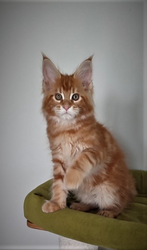H'Cheetos  Monterini - Kitten maine-coon 2.5 months