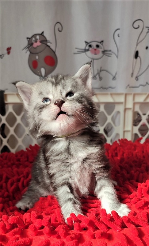Hugo Alexander Monterini - Kitten maine-coon 3.5 weeks