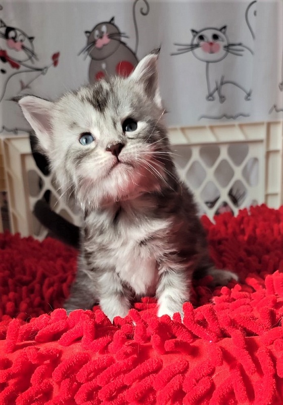 Hugo Alexander Monterini - Kitten maine-coon 3.5 weeks