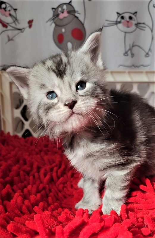 Hugo Alexander Monterini - Kitten maine-coon 3.5 weeks