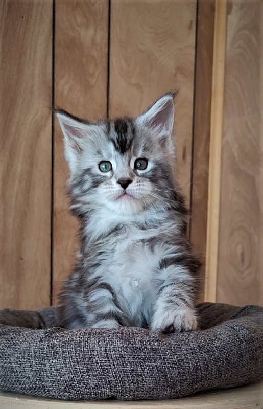 Hugo Alexander Monterini - Kitten maine-coon 1 month 2 weeks