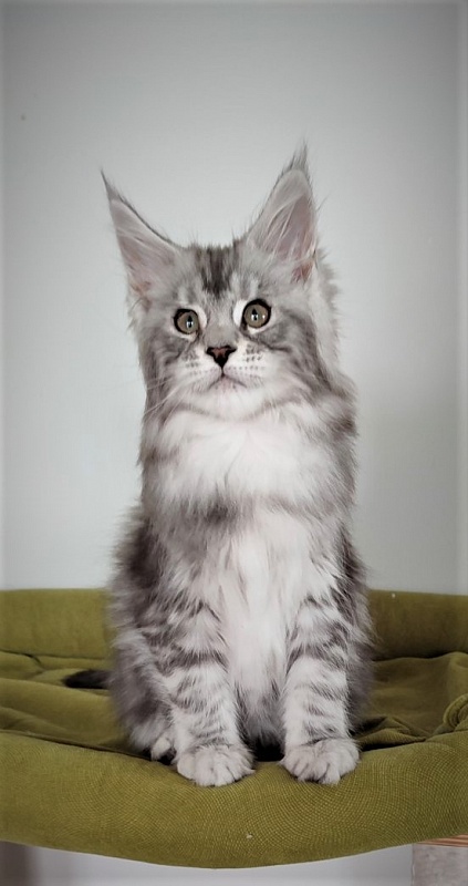 Hugo Alexander Monterini - Kitten maine-coon 2.5 months