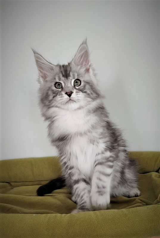 Hugo Alexander Monterini - Kitten maine-coon 2.5 months