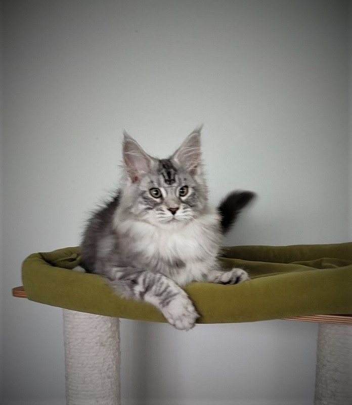 Hugo Alexander Monterini - Kitten maine-coon 3 months 1.5 week