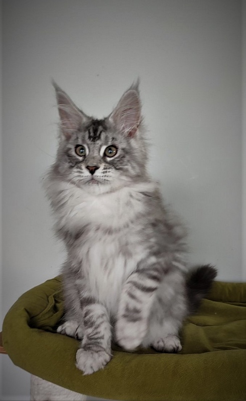 Hugo Alexander Monterini - Kitten maine-coon 3 months 1.5 week