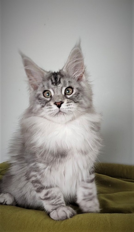 Hugo Alexander Monterini - Kitten maine-coon 3 months 1.5 week