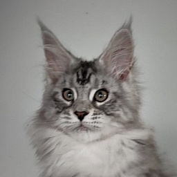 Hugo Alexander Monterini