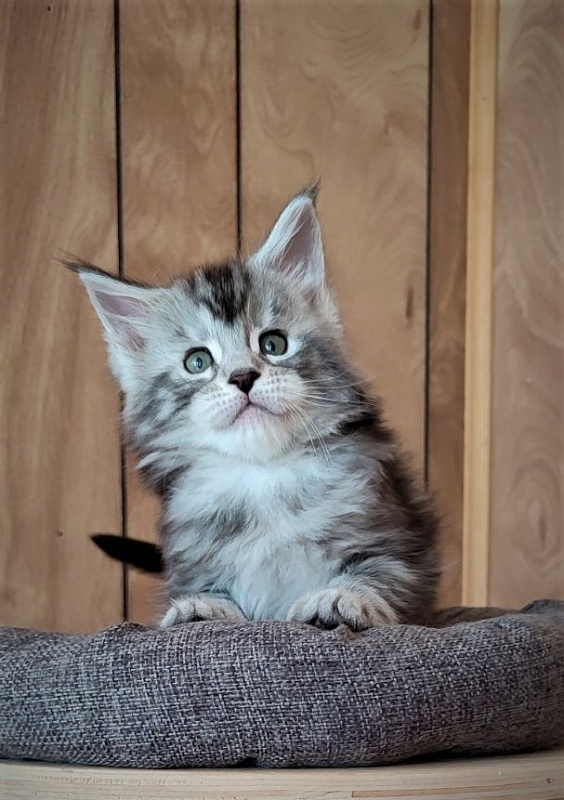 Hugo Alexander Monterini - Kitten maine-coon 1 month 2 weeks