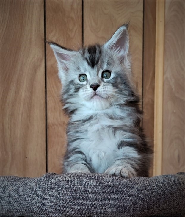 Hugo Alexander Monterini - Kitten maine-coon 1 month 2 weeks