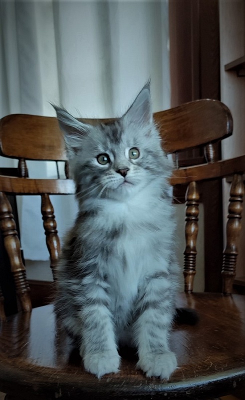Hugo Alexander Monterini - Kitten maine-coon 2 months