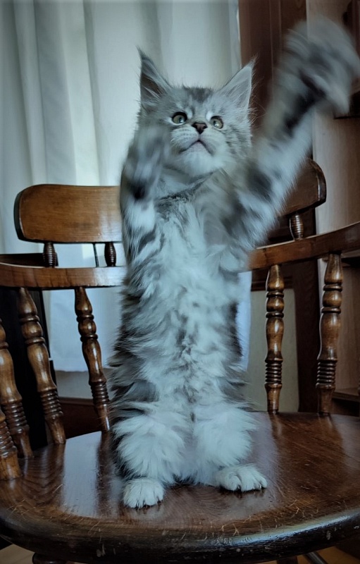 Hugo Alexander Monterini - Kitten maine-coon 2 months