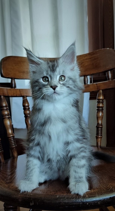 Hugo Alexander Monterini - Kitten maine-coon 2 months