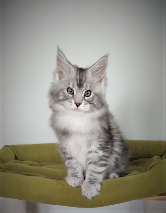 Hugo Alexander Monterini - Kitten maine-coon 2.5 months