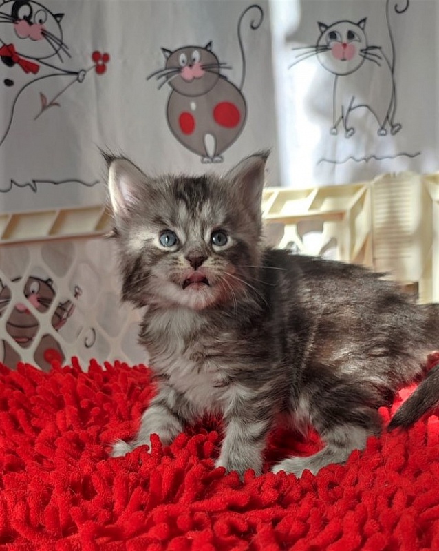 Honey-bunny Monterini - Kitten maine-coon 3.5 weeks