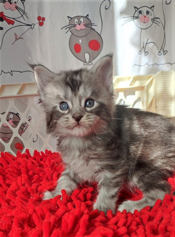 Honey-bunny Monterini - Kitten maine-coon 3.5 weeks