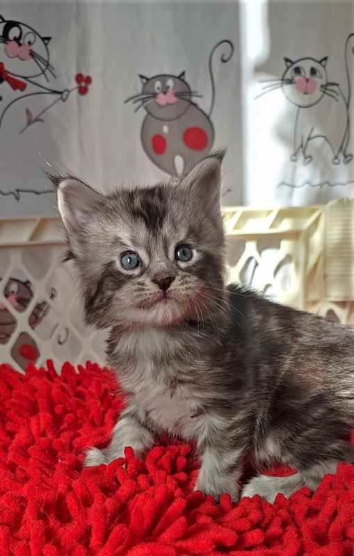 Honey-bunny Monterini - Kitten maine-coon 3.5 weeks