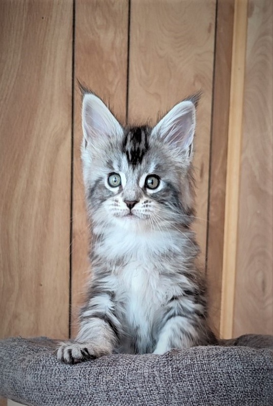Honey-bunny Monterini - Kitten maine-coon 1 month 2 weeks