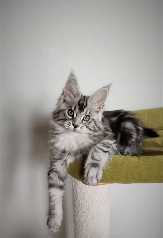 Honey-bunny Monterini - Kitten maine-coon 2.5 months