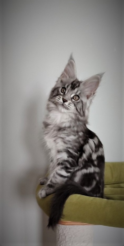 Honey-bunny Monterini - Kitten maine-coon 2.5 months
