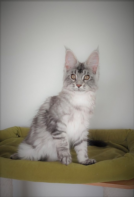Honey-bunny Monterini - Kitten maine-coon 3 months 1.5 week