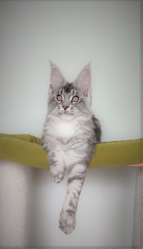 Honey-bunny Monterini - Kitten maine-coon 3 months 1.5 week