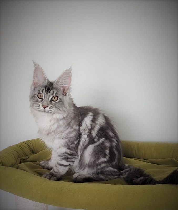 Honey-bunny Monterini - Kitten maine-coon 3 months 1.5 week