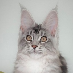 Honey-bunny Monterini