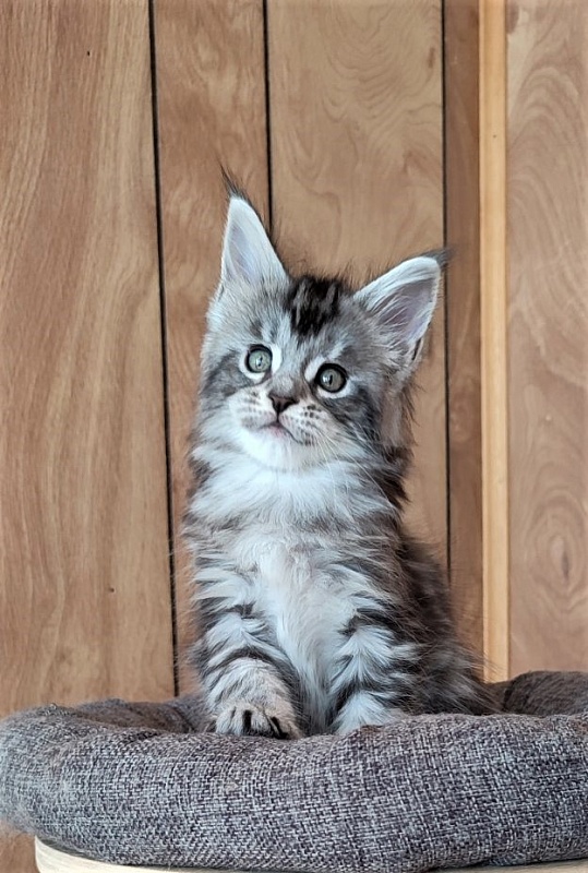 Honey-bunny Monterini - Kitten maine-coon 1 month 2 weeks