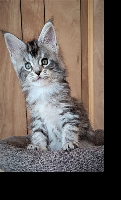 Honey-bunny Monterini - Kitten maine-coon 1 month 2 weeks