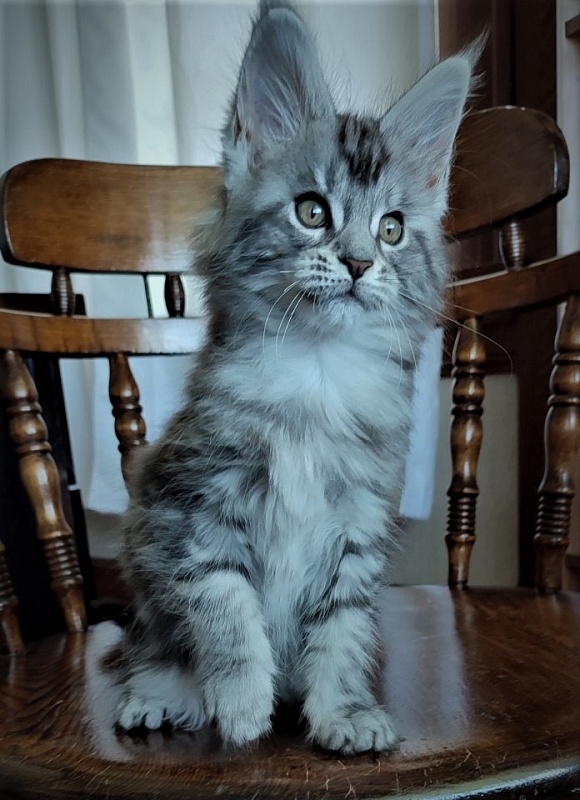 Honey-bunny Monterini - Kitten maine-coon 2 months