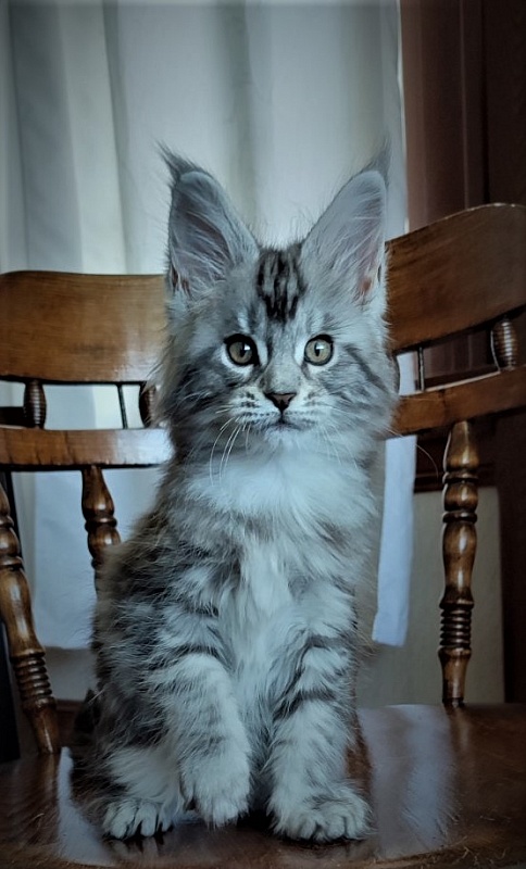 Honey-bunny Monterini - Kitten maine-coon 2 months