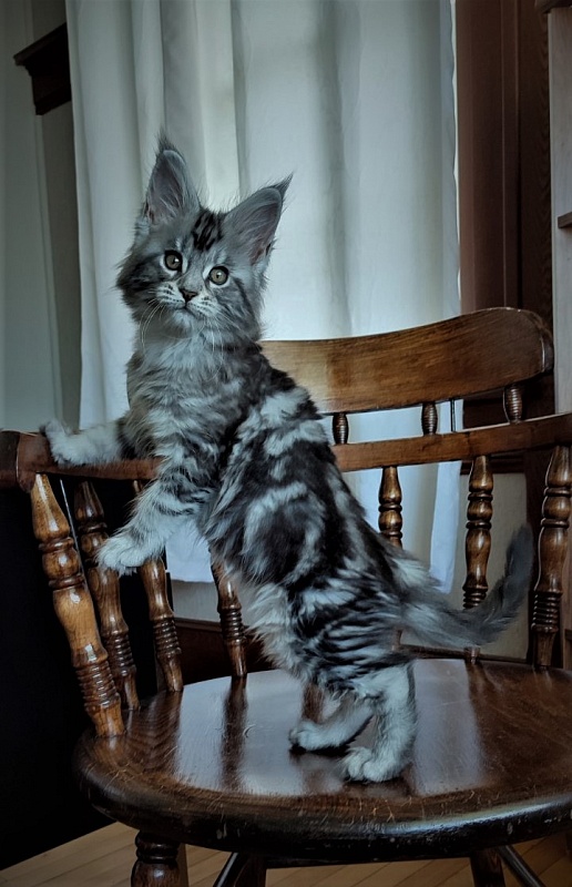 Honey-bunny Monterini - Kitten maine-coon 2 months