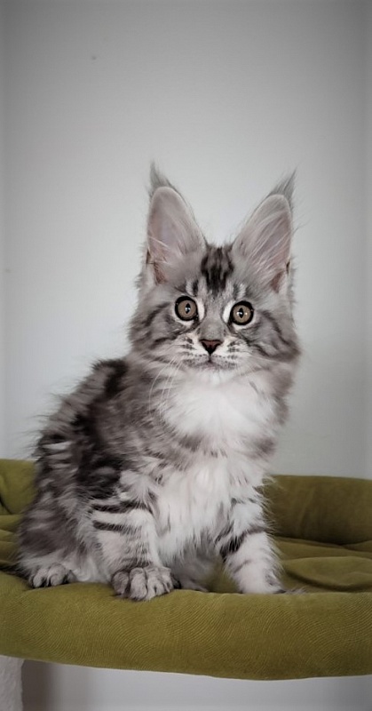 Honey-bunny Monterini - Kitten maine-coon 2.5 months