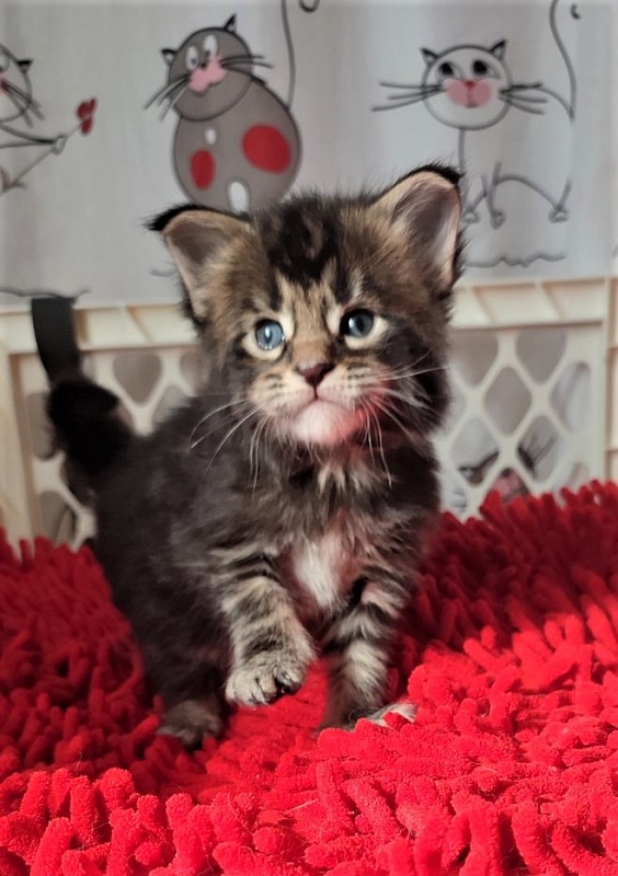 Hollywood Monterini - Kitten maine-coon 3.5 weeks