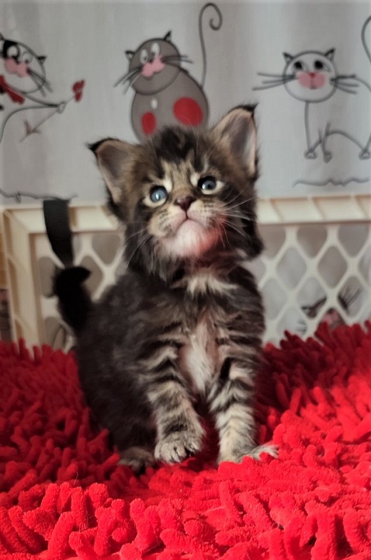 Hollywood Monterini - Kitten maine-coon 3.5 weeks