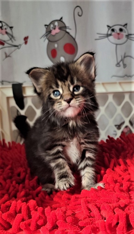 Hollywood Monterini - Kitten maine-coon 3.5 weeks