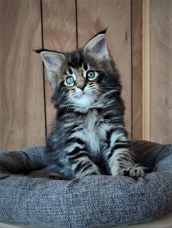 Hollywood Monterini - Kitten maine-coon 1 month 2 weeks