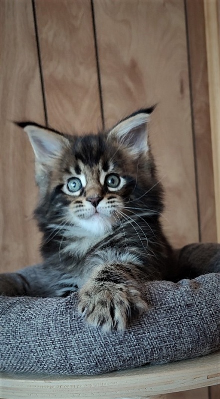 Hollywood Monterini - Kitten maine-coon 1 month 2 weeks