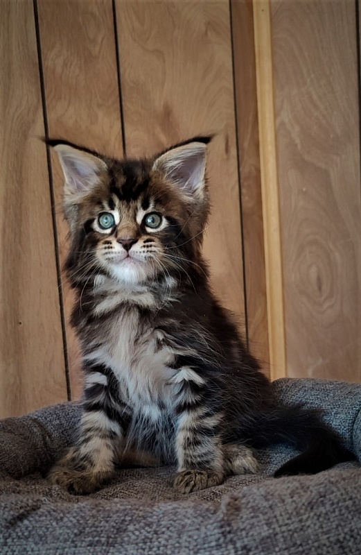 Hollywood Monterini - Kitten maine-coon 1 month 2 weeks