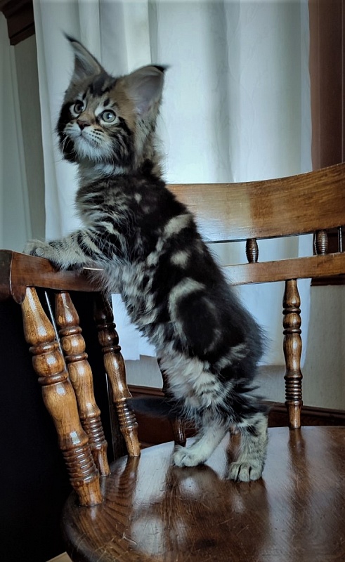 Hollywood Monterini - Kitten maine-coon 2 months