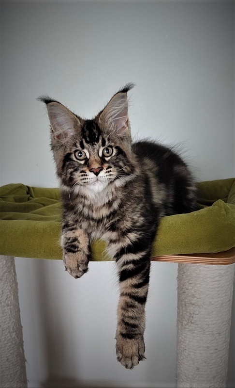 Hollywood Monterini - Kitten maine-coon 3 months 1.5 week